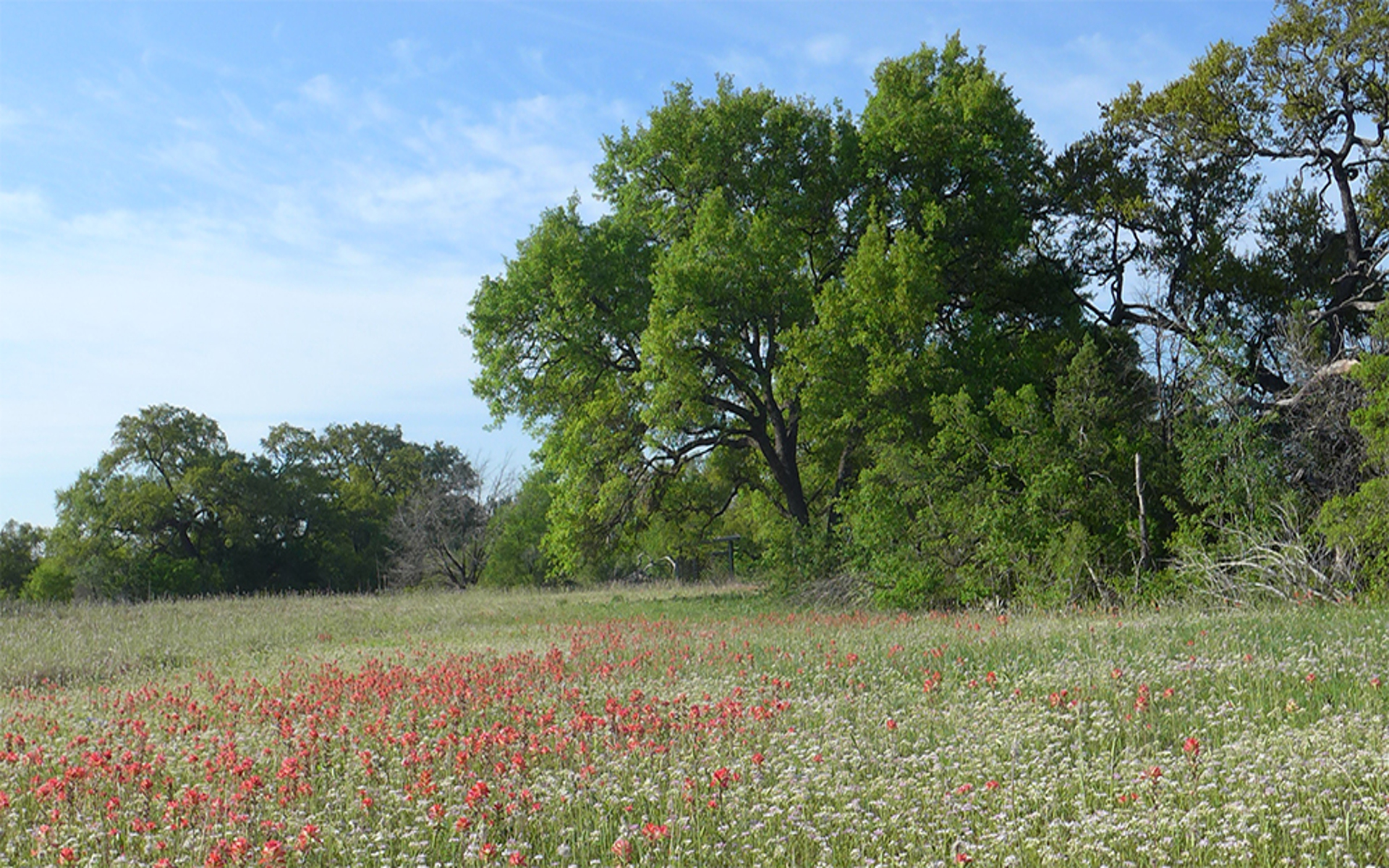 Trevino park austin texas field view