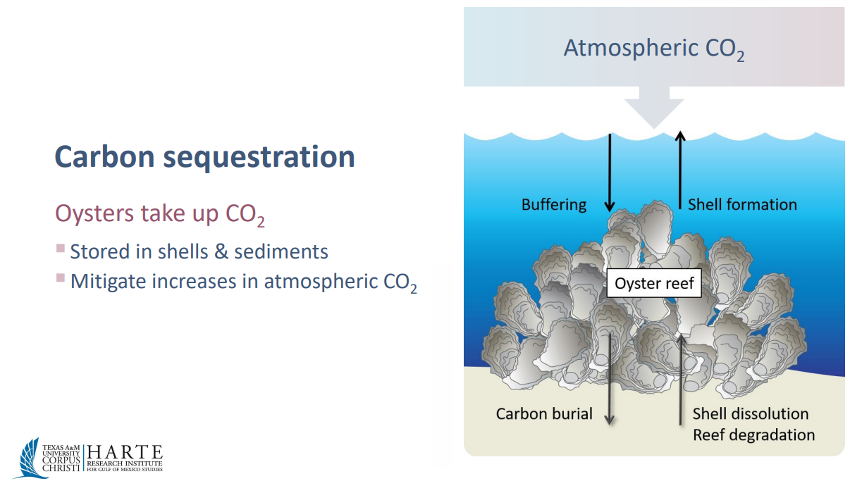 oyster carbon capture process