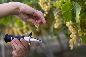measuring grape juice sugar level bear creek vineyards