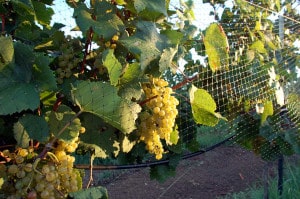  ripe grapes bear creek vineyards
