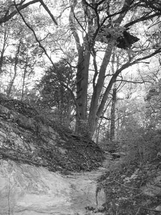 Beer Creek BMX